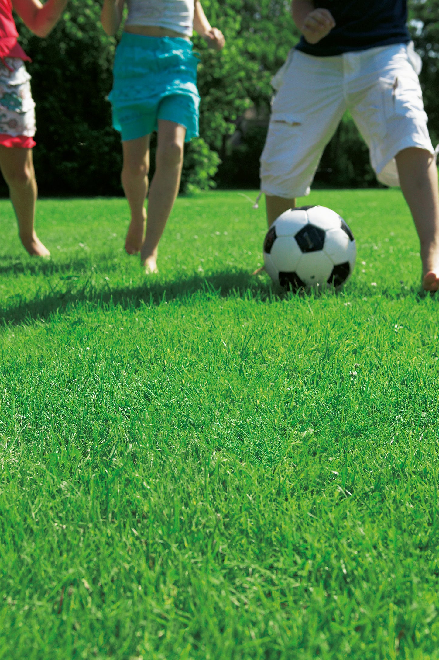 Rasensamen Sportplatzrasen