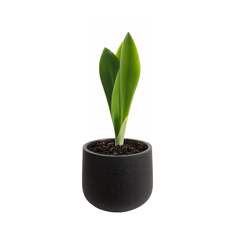 Blumentopf aus Zement – rund, stilvoll & vielseitig