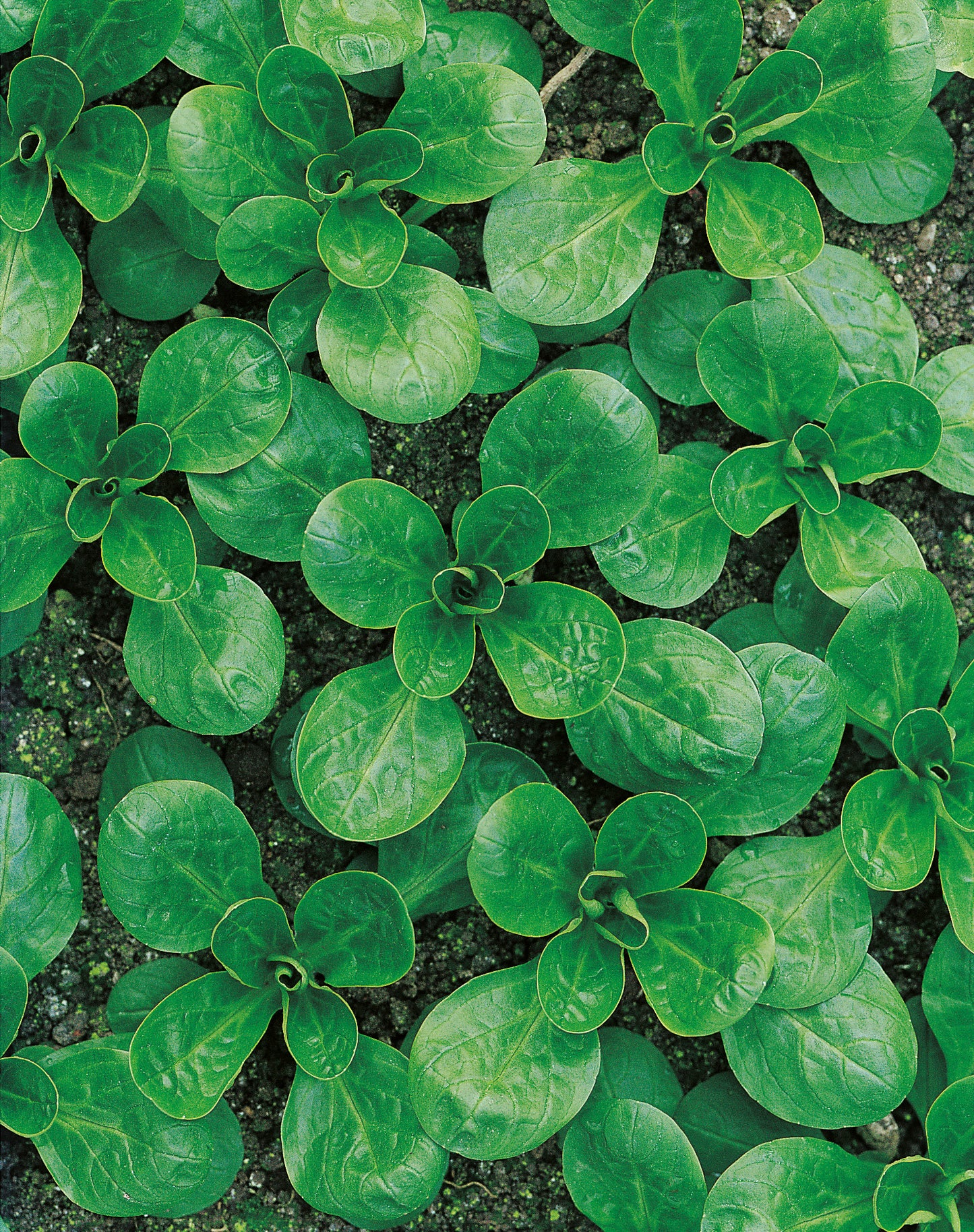 Feldsalat Vit