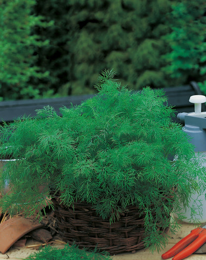 Dill
