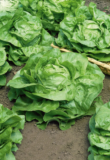 Kopfsalat Attractie