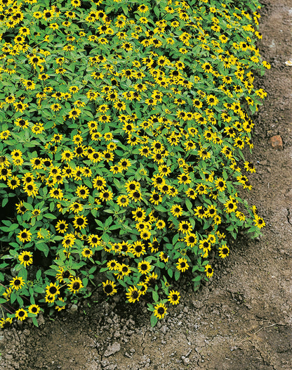Husarenknöpfchen