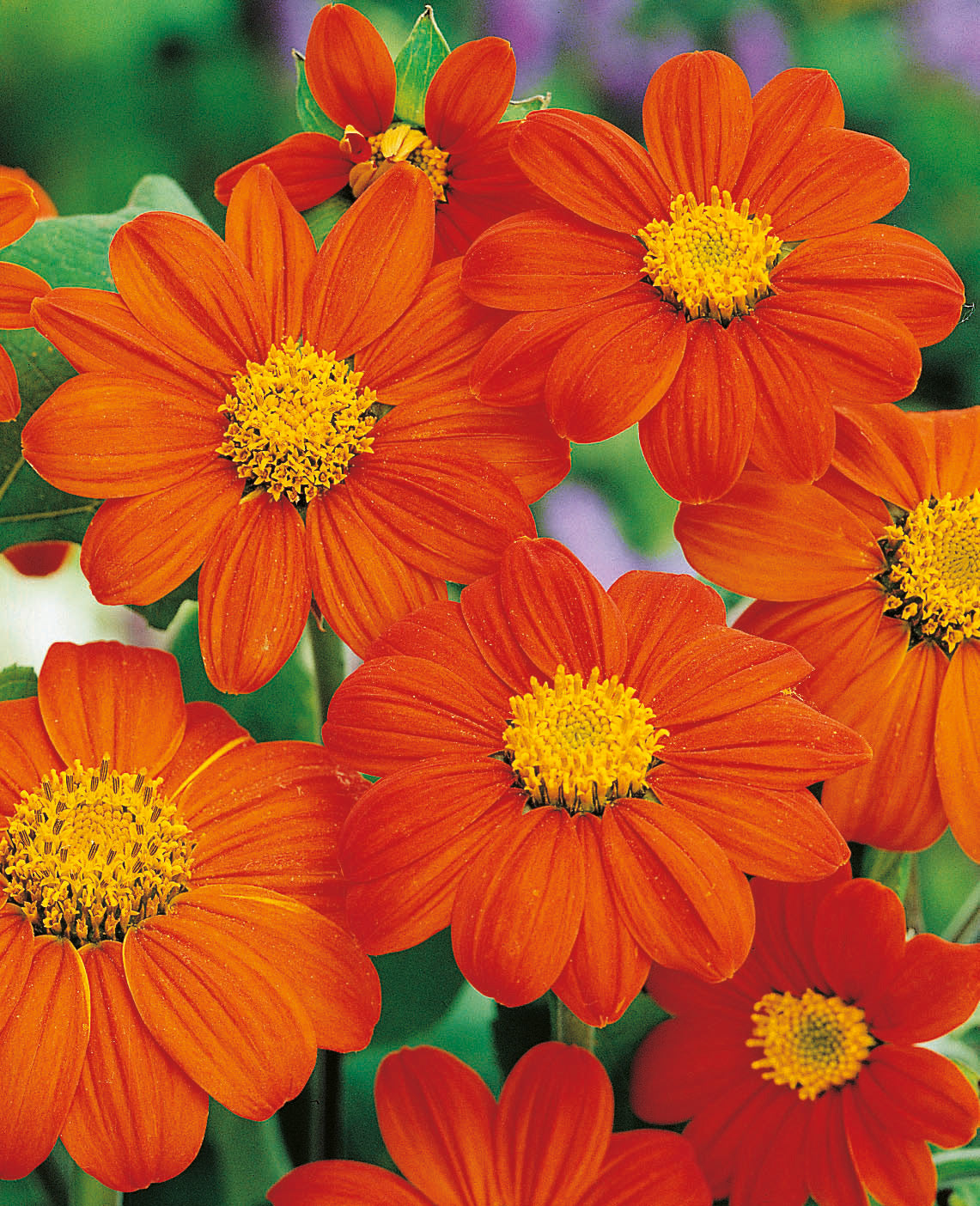 Tithonia Fackel