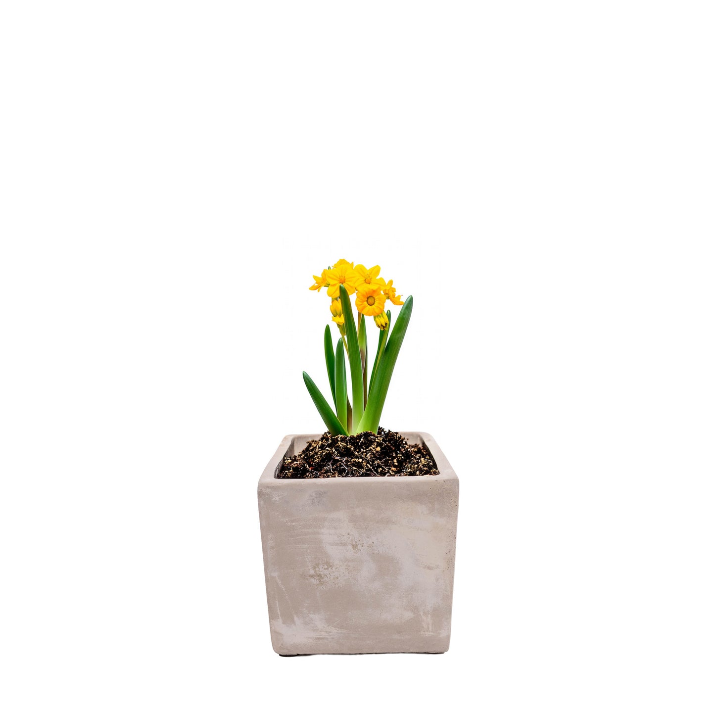 Blumentopf aus Zement – Natural Color, eckig, für den Außenbereich