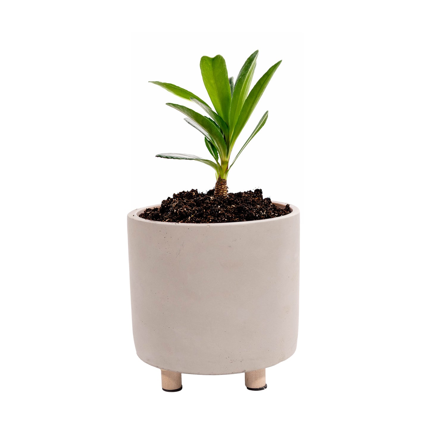 Blumentopf aus Zement – robust & zeitlos