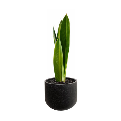 Blumentopf aus Zement – rund, stilvoll & vielseitig