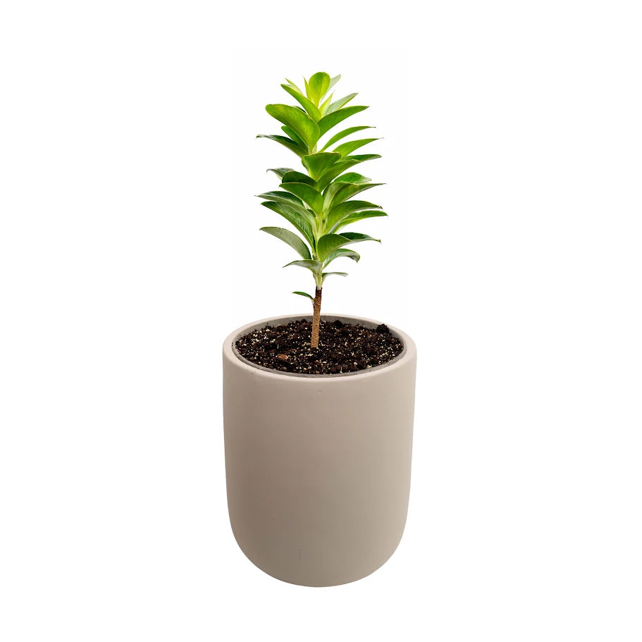Blumentopf aus Zement – Light Grey