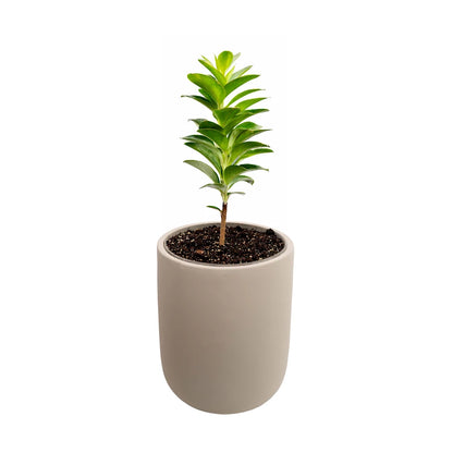 Blumentopf aus Zement – Light Grey